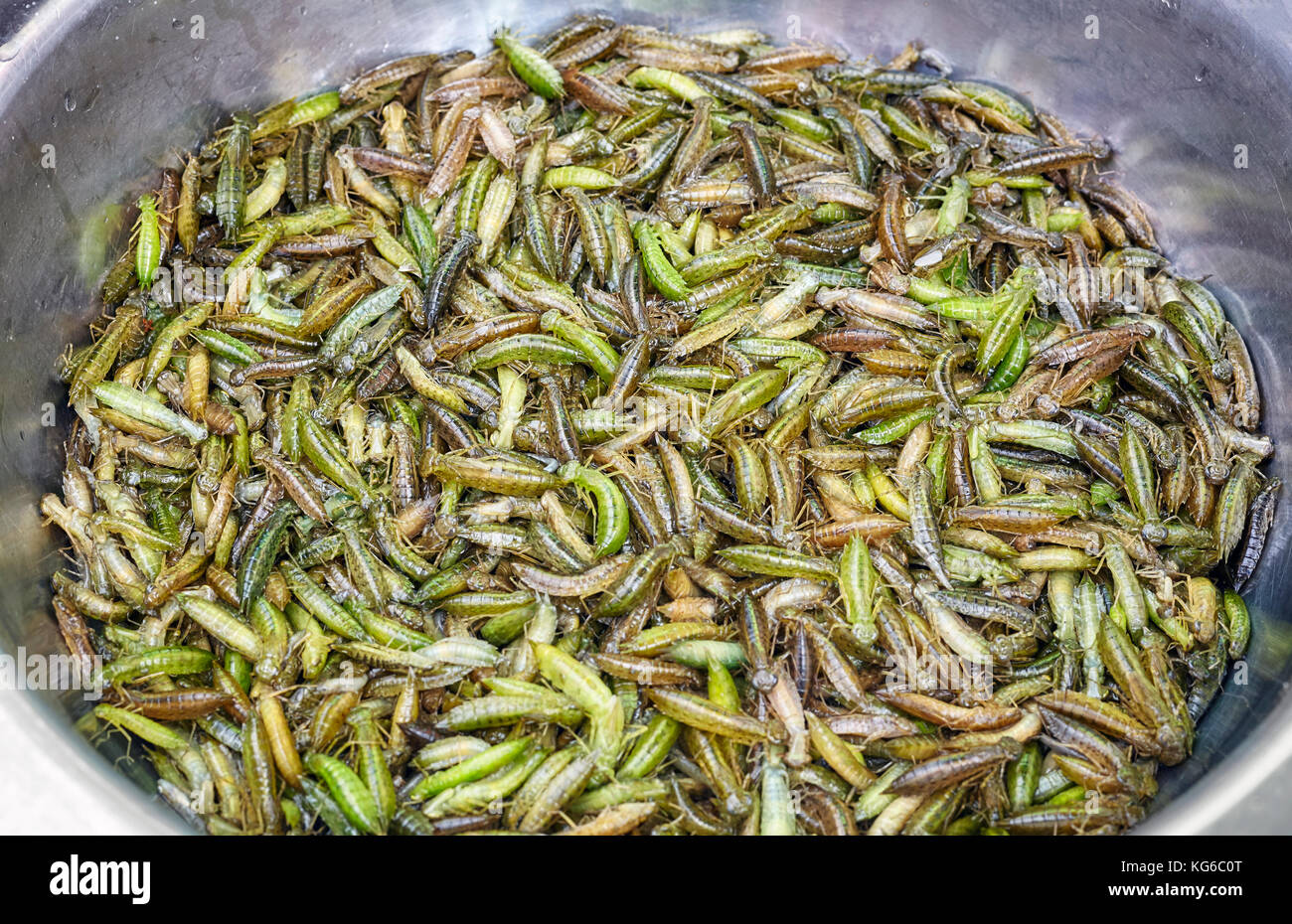 Fresco di insetti commestibili in una ciotola su un mercato locale, il fuoco selettivo in Cina. Foto Stock