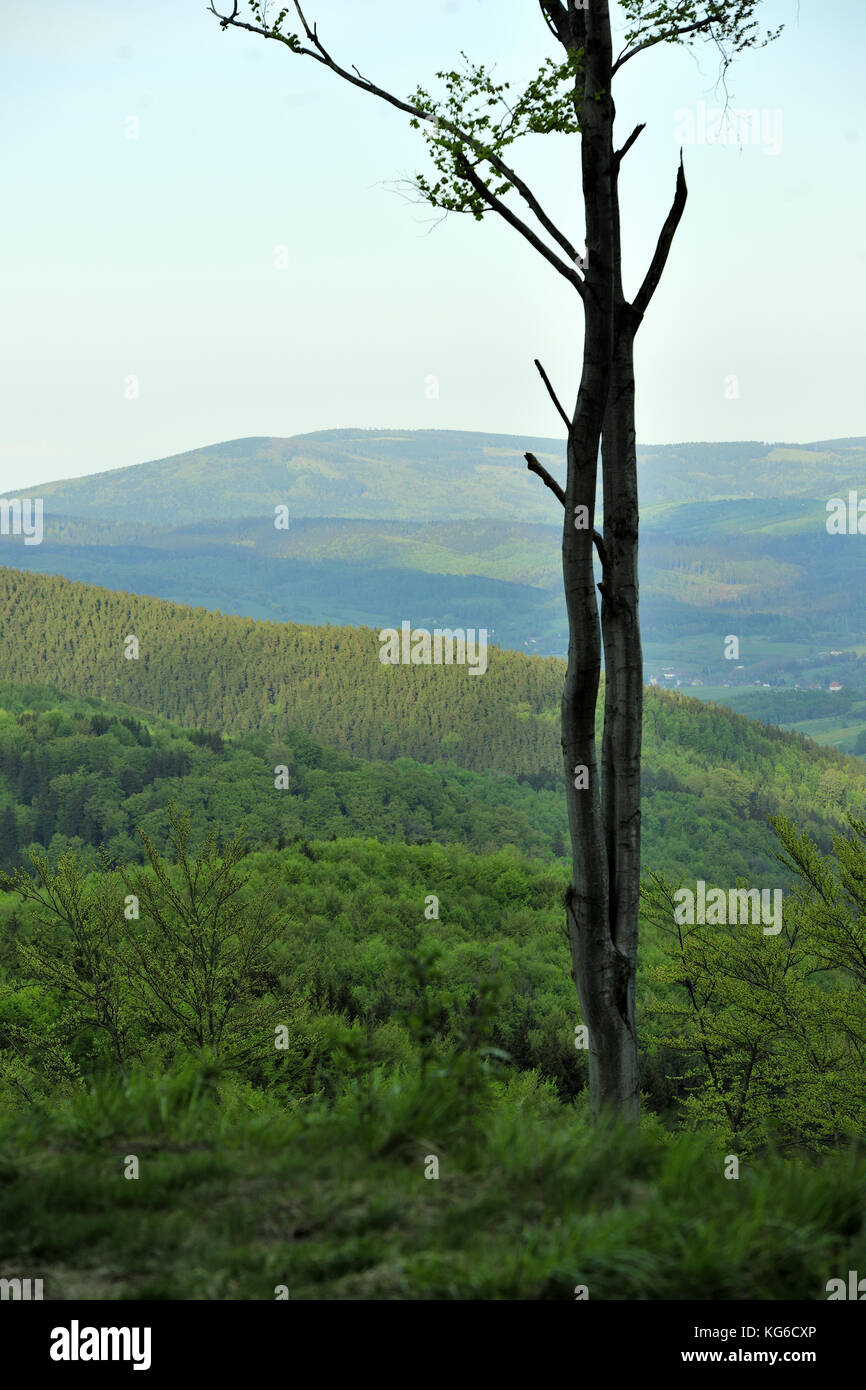bellezza, natura, foresta, primavera, verde, fresco, riposo, relax, viaggio, trip advisor, Week-end, escursioni, foto Kazimierz Jurewicz, paesaggio, meteo, Foto Stock
