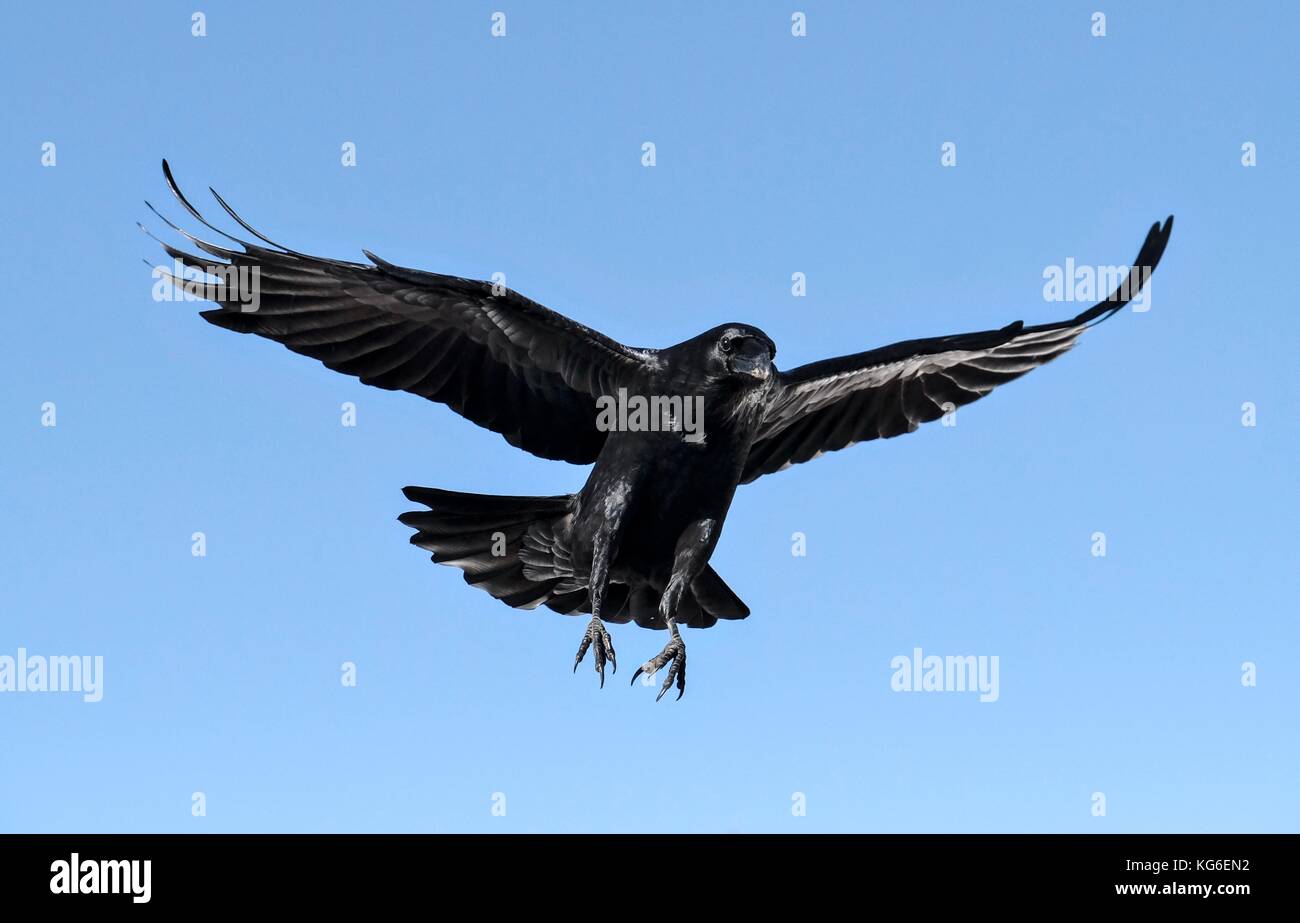 Flying nero sopra raven Mt.Hood National Forest,Oregon. Foto Stock