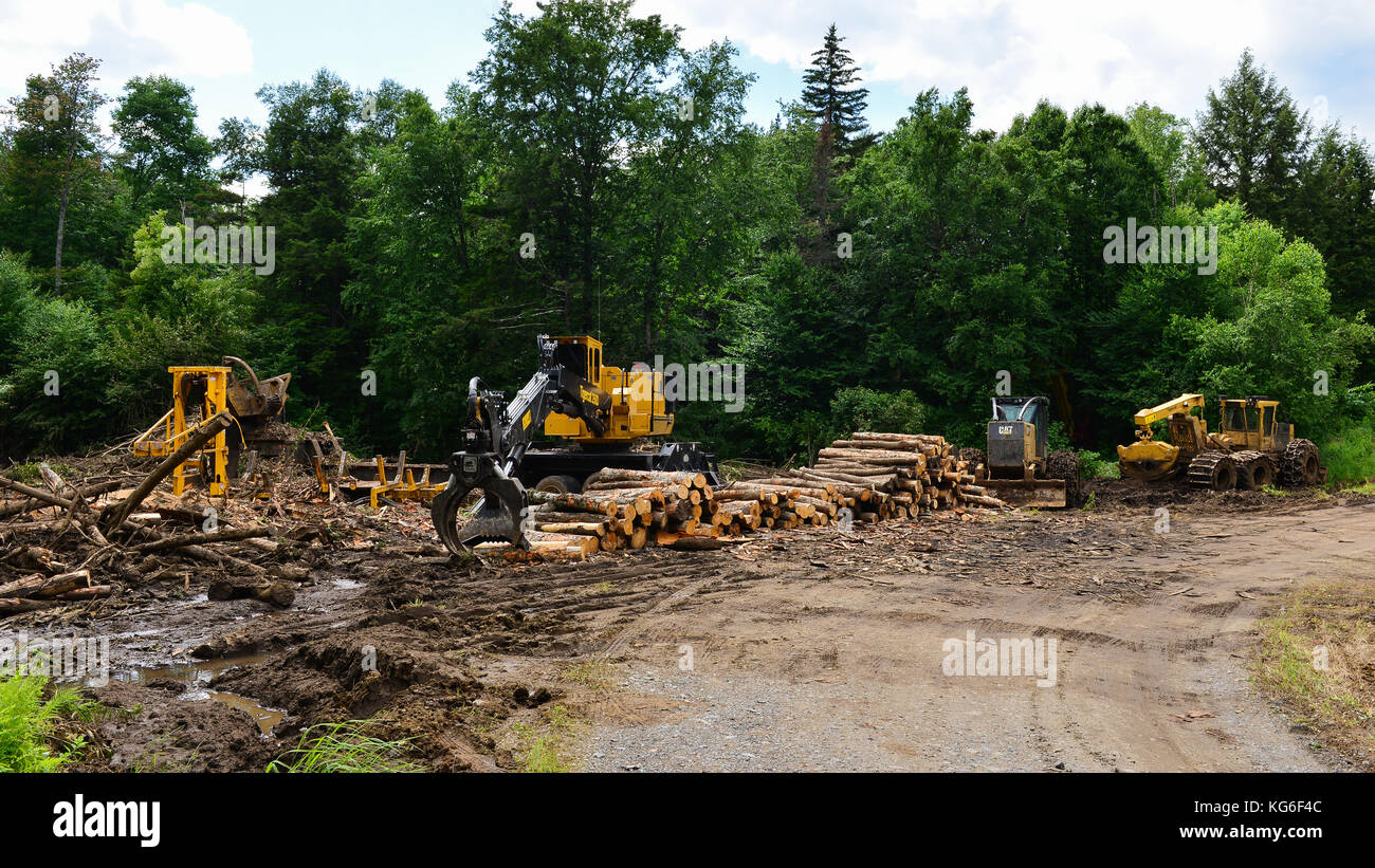 Sito di registrazione nell'Adirondack, NY foresta con log trascinatronchi, caricatore, sega, delimber e un mucchio di tronchi pronti per il carico e il trasporto. Foto Stock