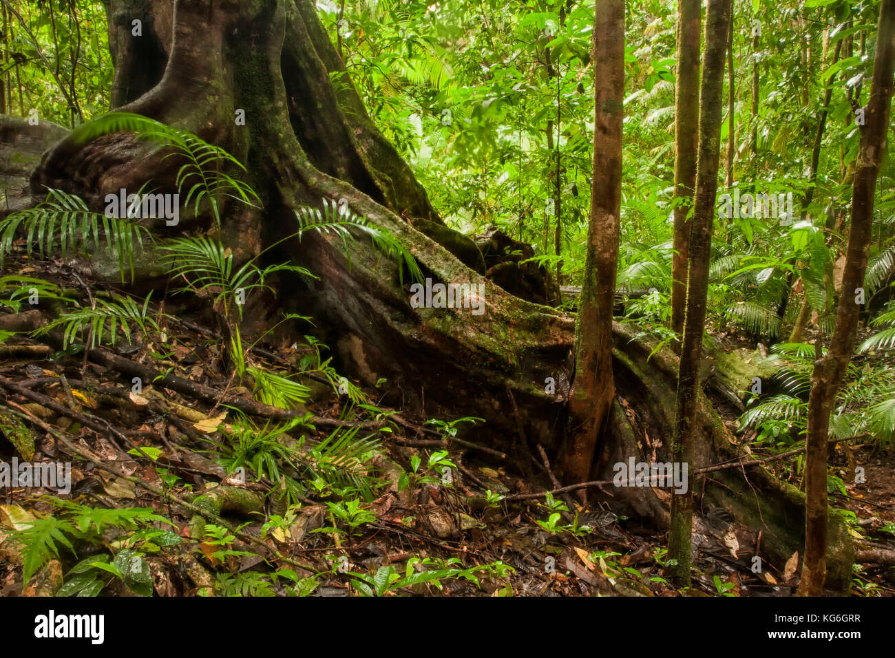 Radici di albero e figliata di foglia, Mossman Gorge, Australia Foto Stock