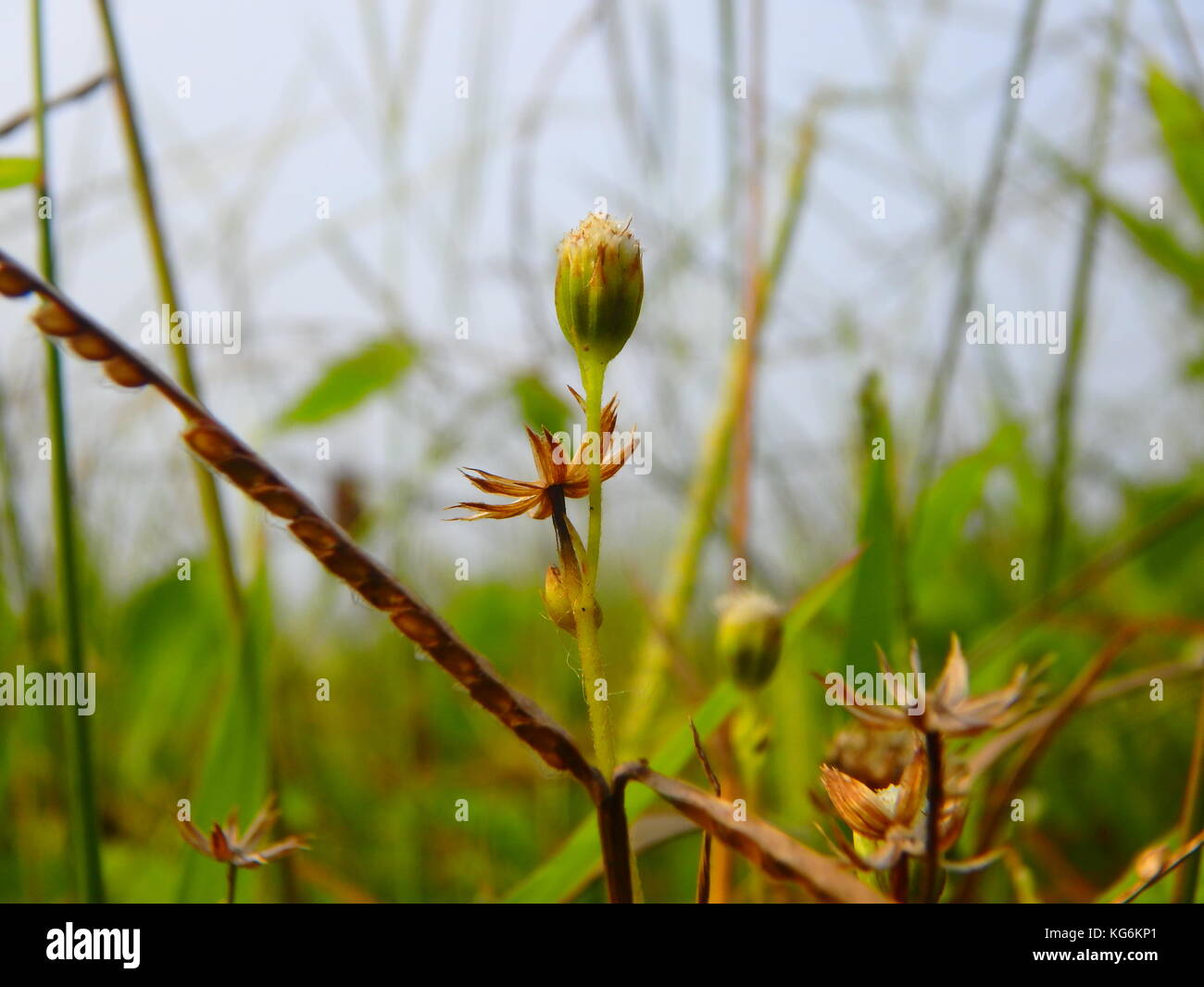 Piante essiccate Foto Stock