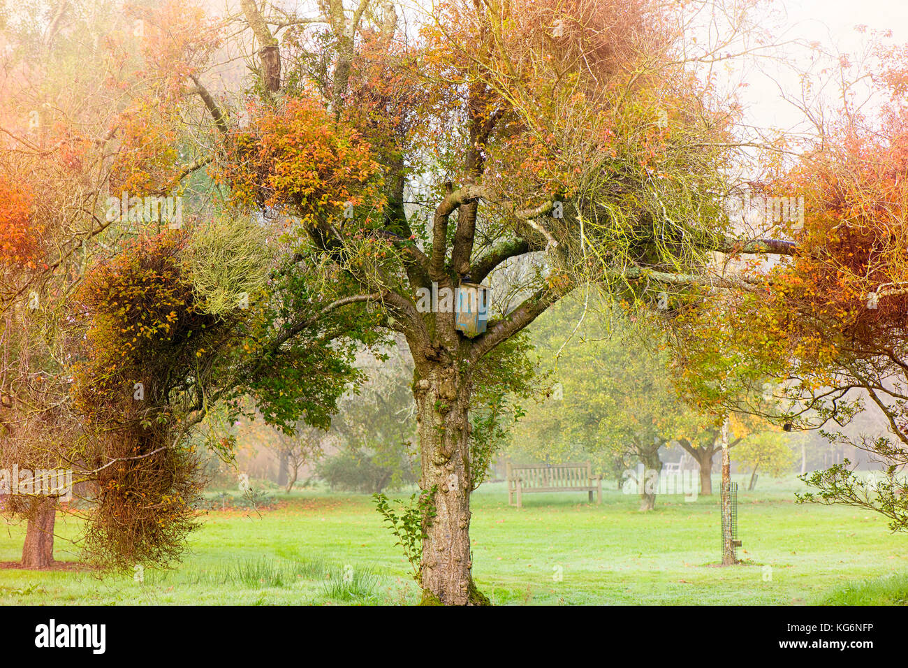 Prunus incisa 'febbraio rosa' albero noto anche come fuji cherry Foto Stock