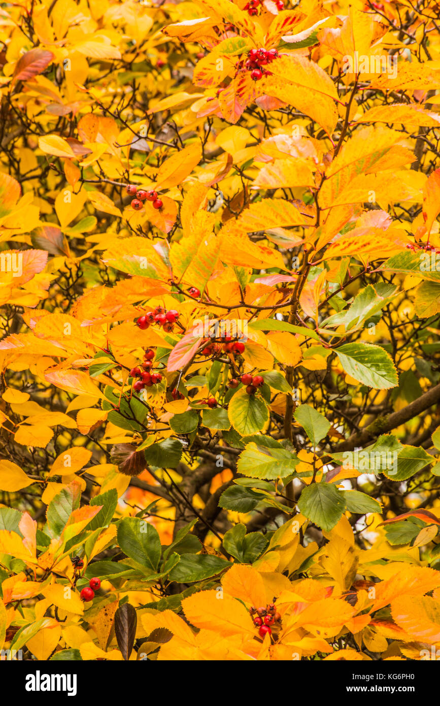 Il colore è dorato autunno ray boswell Foto Stock