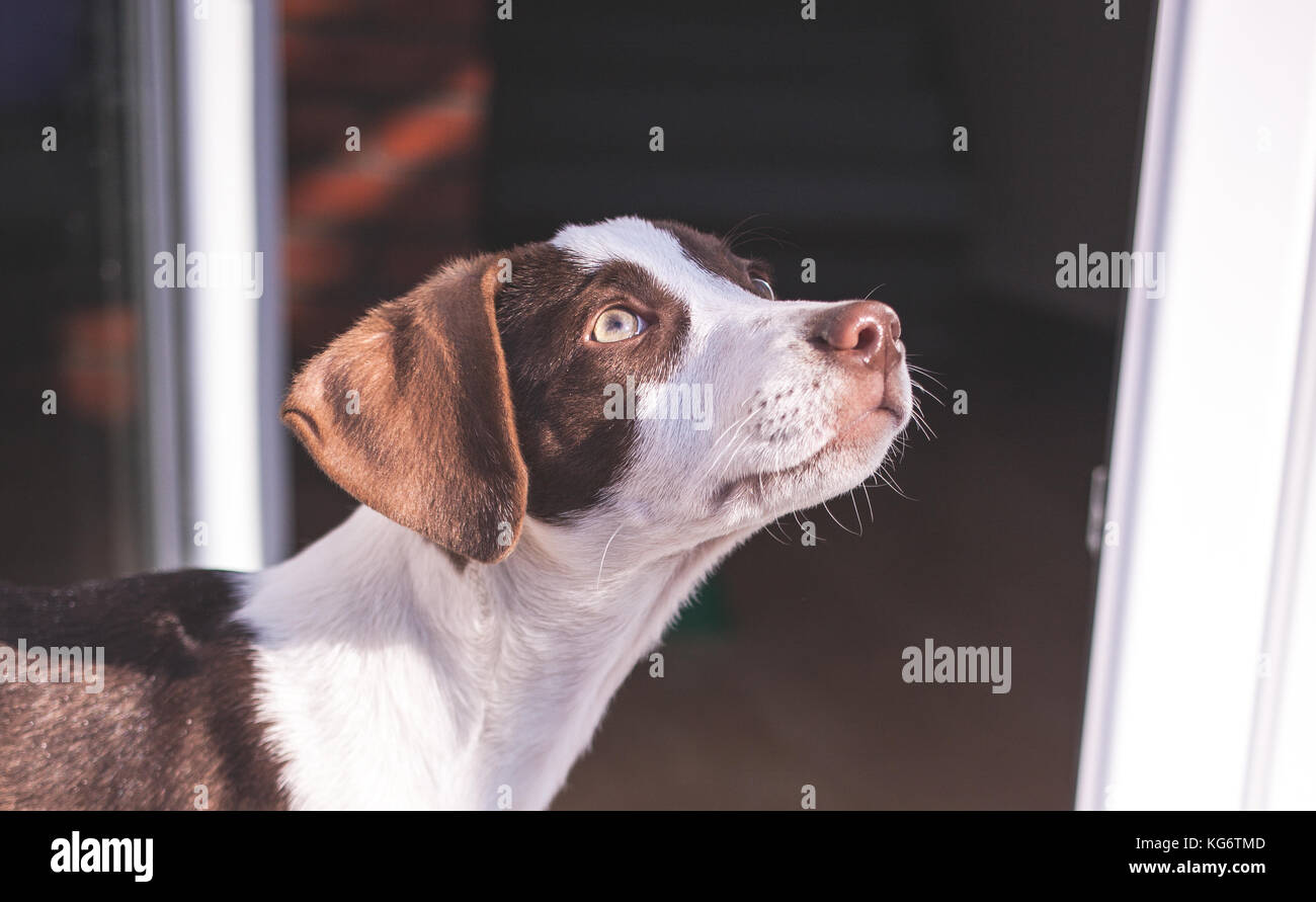 Stray dog, salvati dalle strade, si trovò una nuova casa Foto Stock