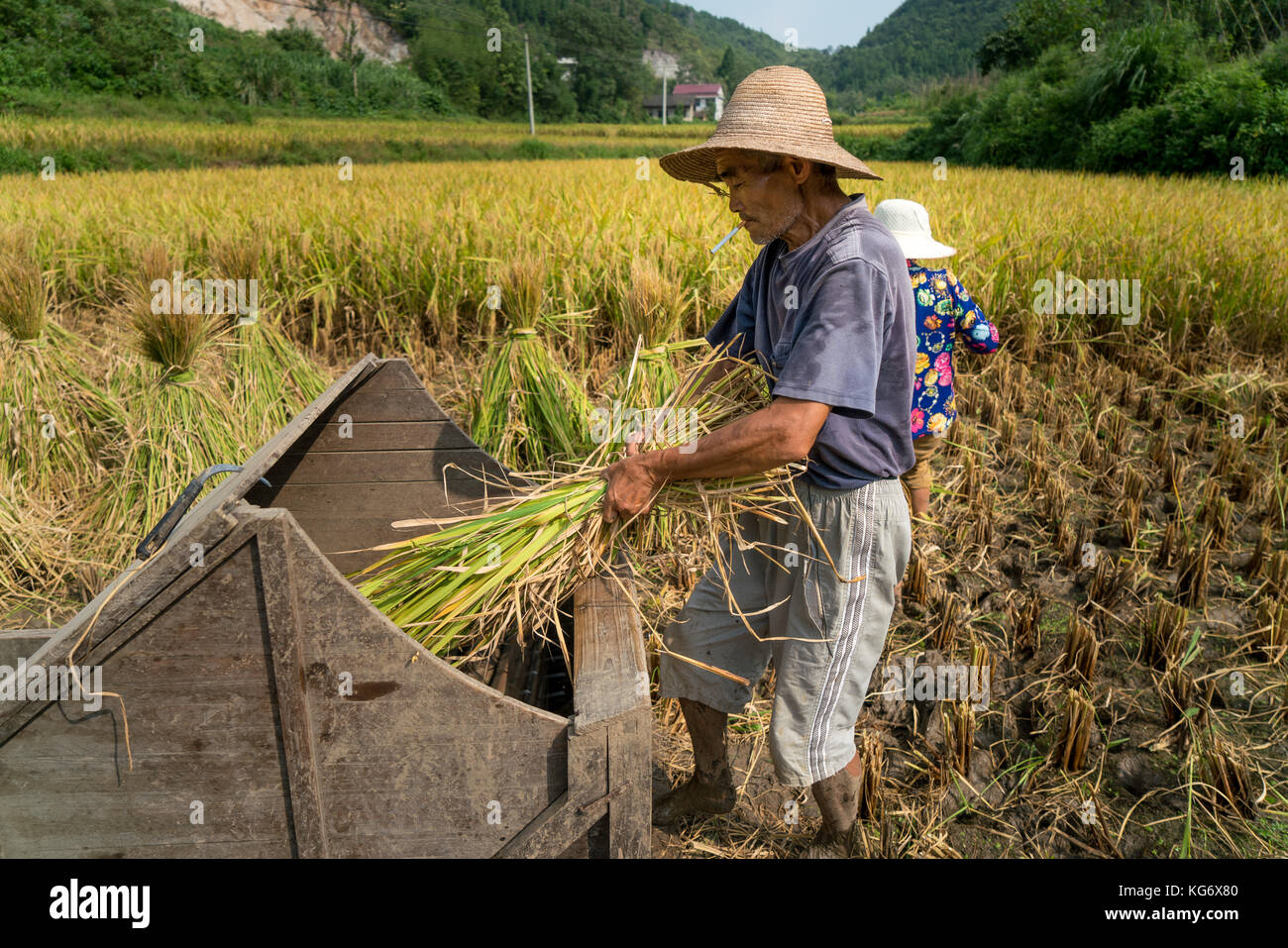 L'agricoltore cinese la mietitura del riso nella provincia del Hunan, Cina Foto Stock