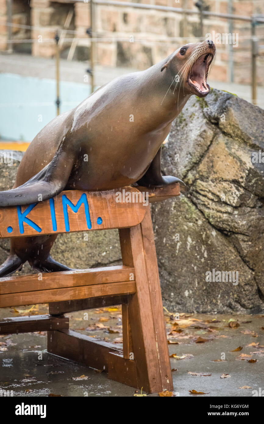 Bergen, Norvegia - Ottobre 2017 : Grande foca gridando forte durante lo spettacolo all'Acquario di Bergen Foto Stock