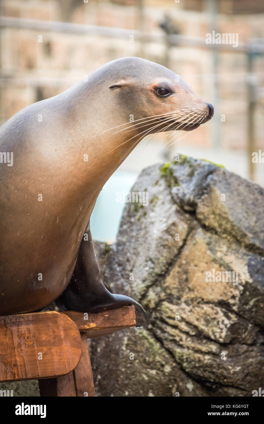 Bergen, Norvegia - Ottobre 2017 : Grande foca seduta su uno stand di legno durante lo spettacolo all'Acquario di Bergen Foto Stock