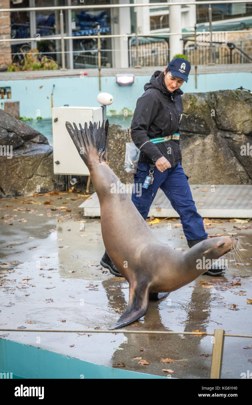 Bergen, Norvegia - Ottobre 2017 : trainer camminando lungo una grande tenuta che cammina sulle pinne a Bergen aquarium visualizza Foto Stock