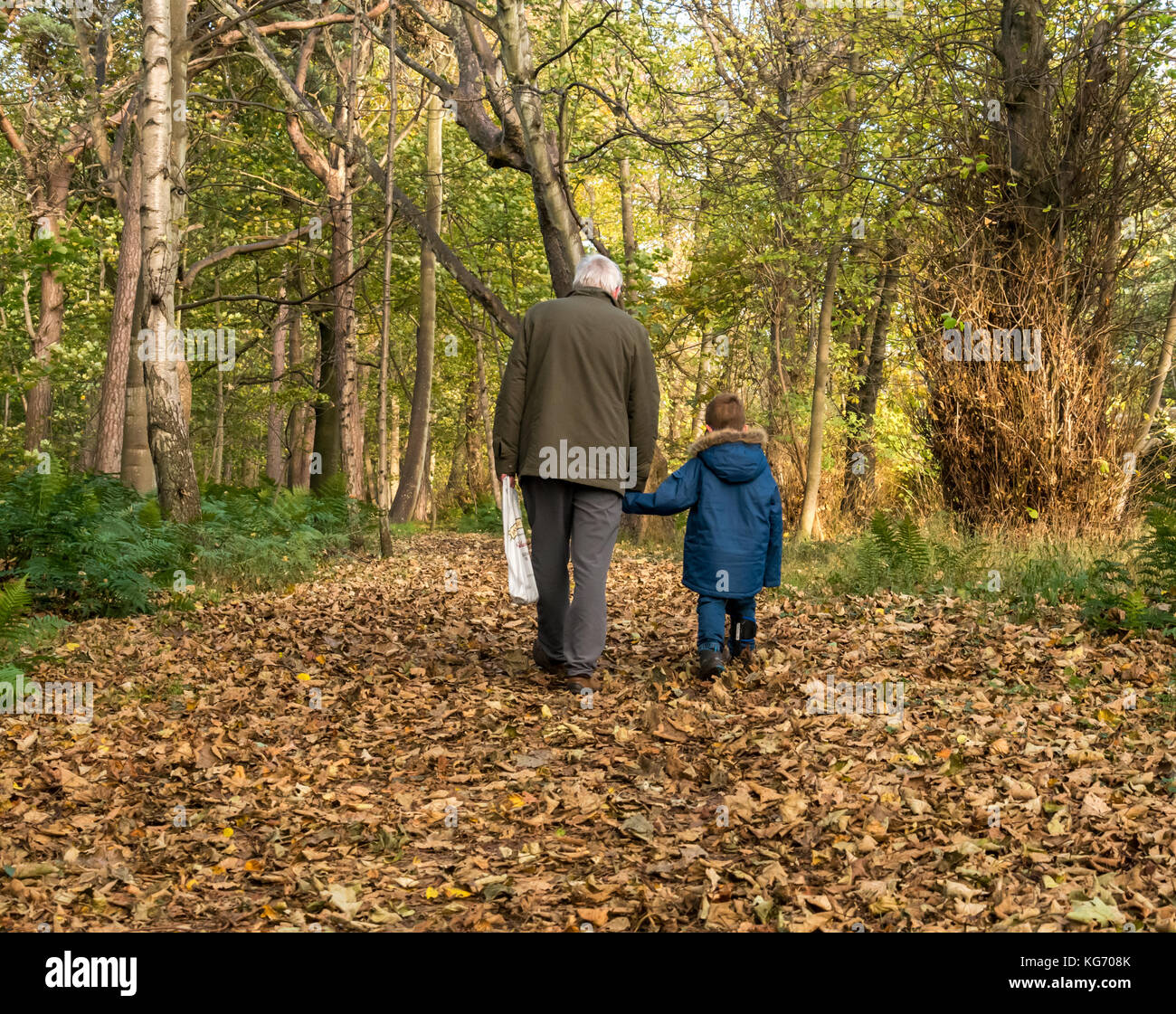 Un nonno tenendo la mano del giovane nipote camminando sul percorso del bosco coperto di foglie morte in una fredda giornata autunnale, Scotland, Regno Unito Foto Stock