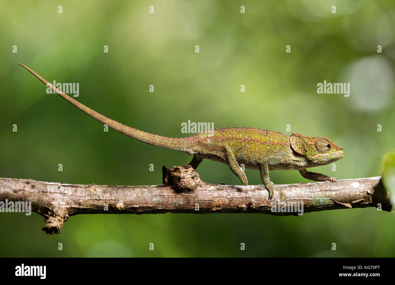 Criptico (Camaleonte Calumma crypticus), (Chameleonidae), endemica del Madagascar, Anjozorobe Nationalpark, Madagascar Foto Stock