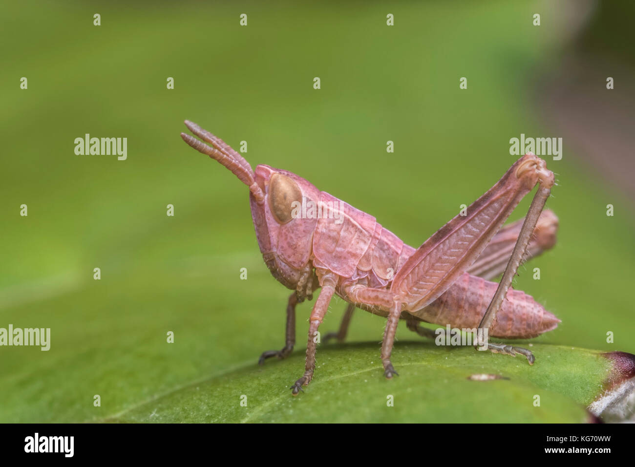 Grasshopper Ninfa sulla foglia. Tipperary, Irlanda Foto Stock