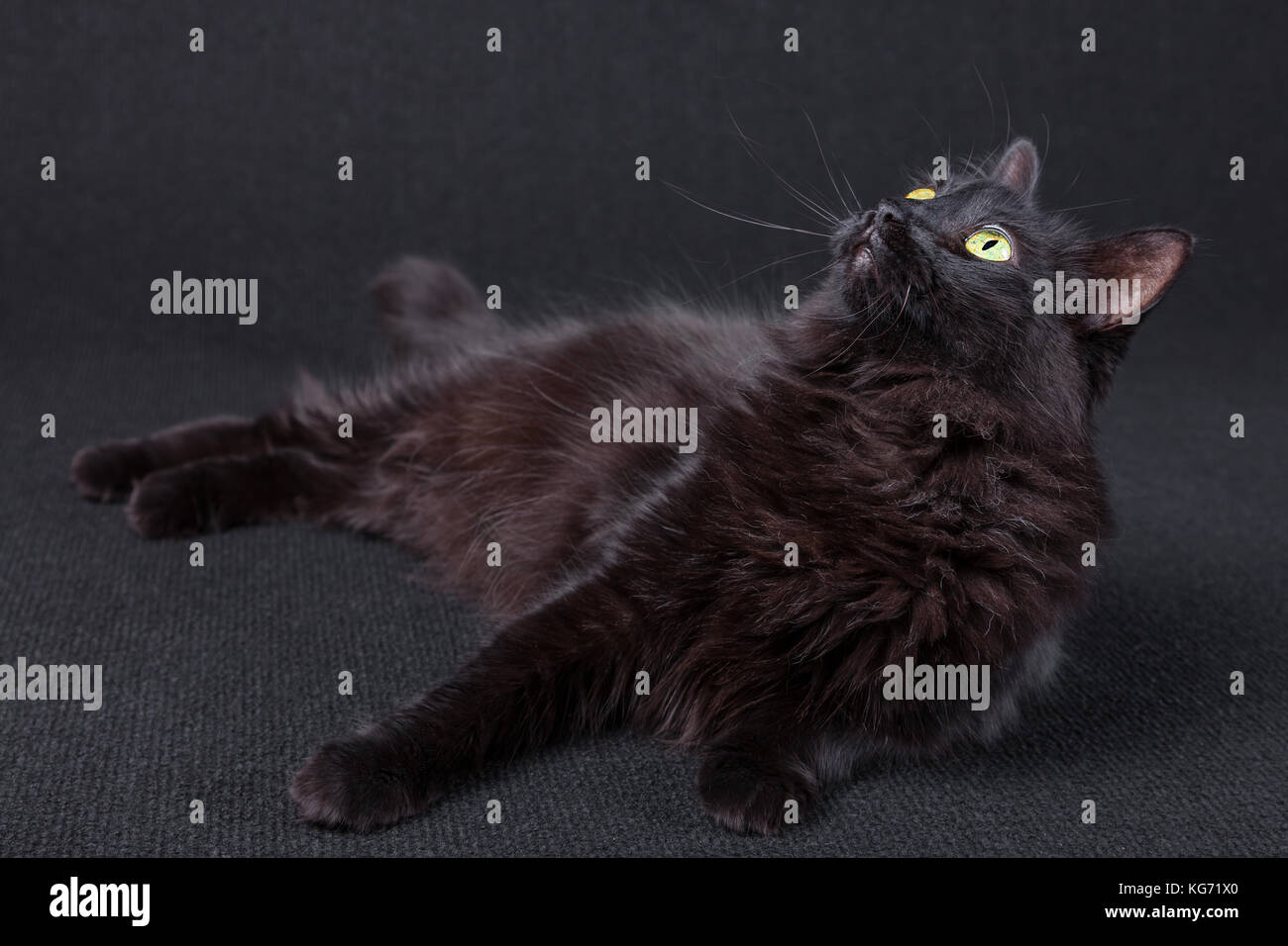 Curioso gatto nero sdraiato sul lato e cercando su uno sfondo scuro. capelli lunghi angora Turco razza. femmina adulta / nero Gatto sdraiato Foto Stock
