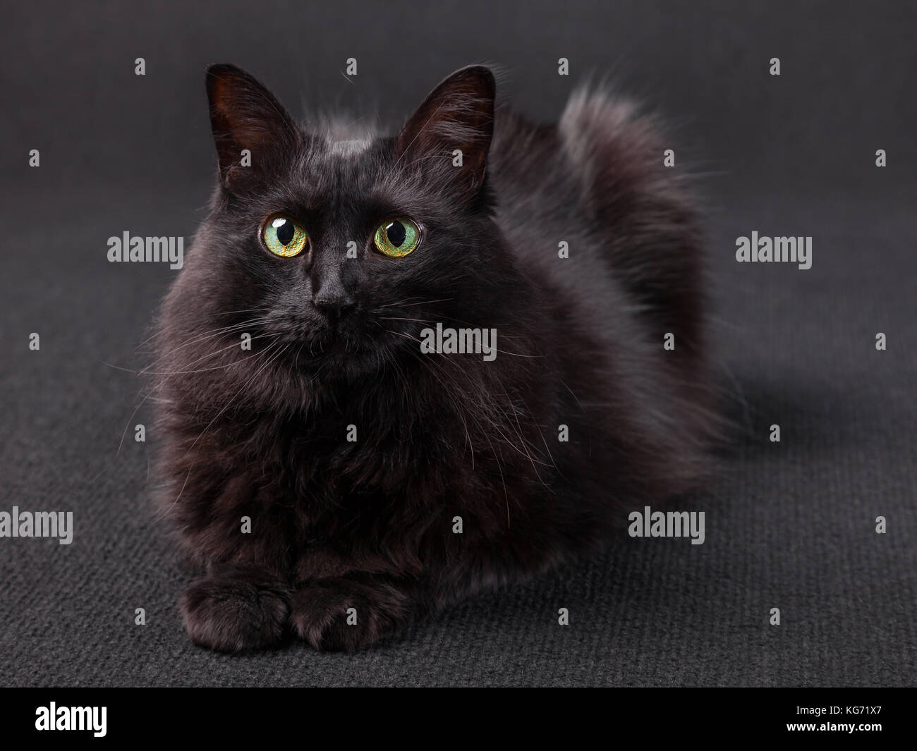 Gatto nero disteso di fronte alla macchina fotografica su uno sfondo scuro. capelli lunghi angora Turco razza. femmina adulta. Foto Stock
