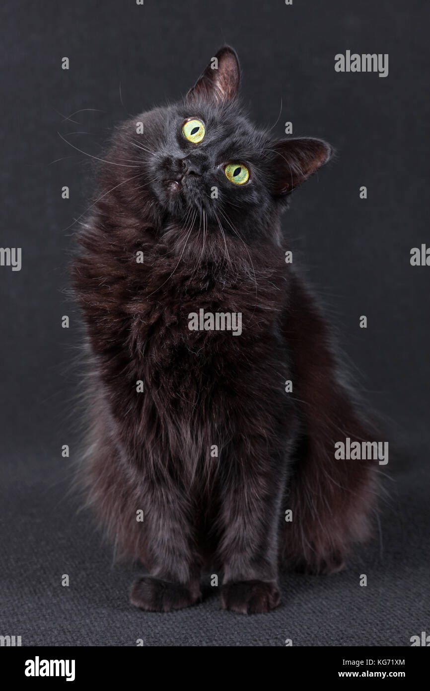 Gatto nero seduto su uno sfondo scuro e agendo molto curioso inclinando la testa in un divertente e carino pongono. capelli lunghi angora Turco razza. adulto fem Foto Stock