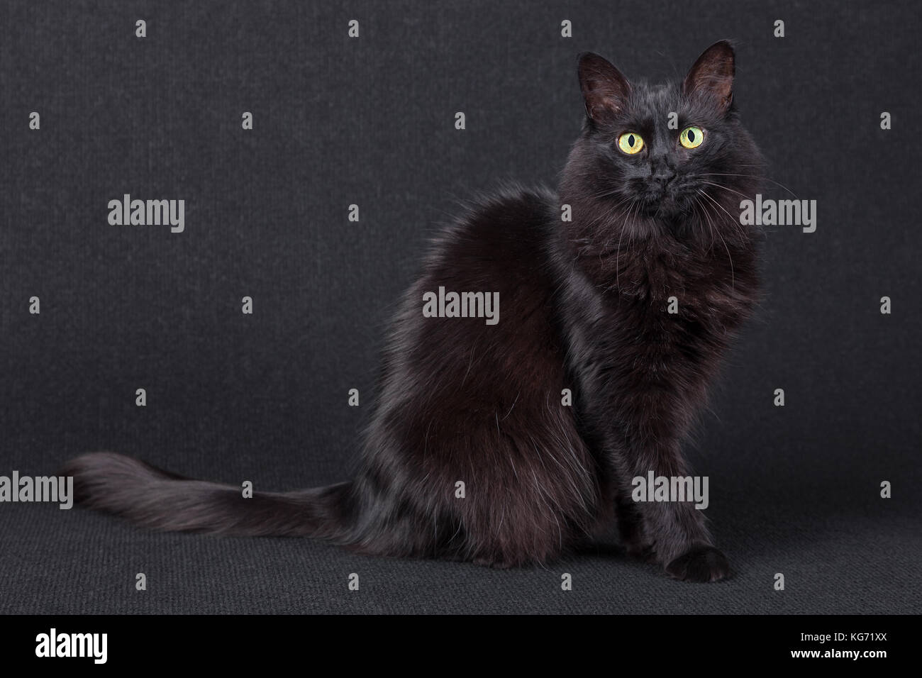 Ritratto di un simpatico gatto nero seduto lateralmente e guardando la telecamera su uno sfondo scuro. capelli lunghi angora Turco razza. femmina adulta / sfortuna Foto Stock