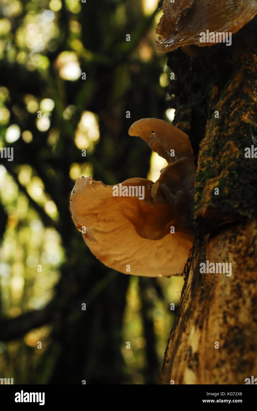 Bosco funghi che crescono in autunno nel Regno Unito Foto Stock