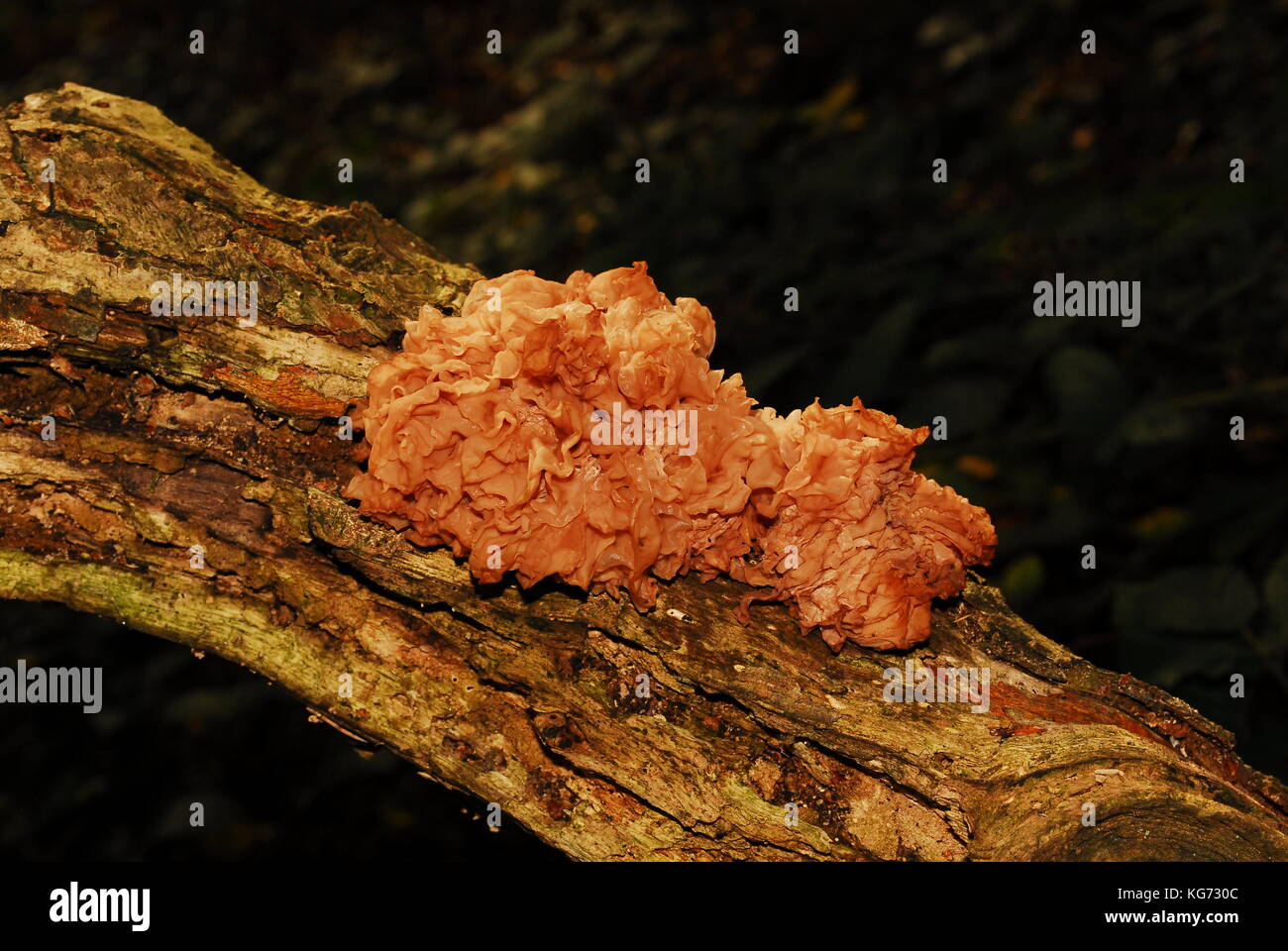 Bosco funghi che crescono in autunno nel Regno Unito Foto Stock