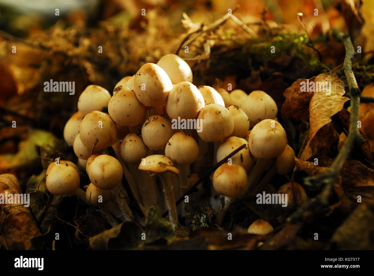 Bosco funghi che crescono in autunno nel Regno Unito Foto Stock