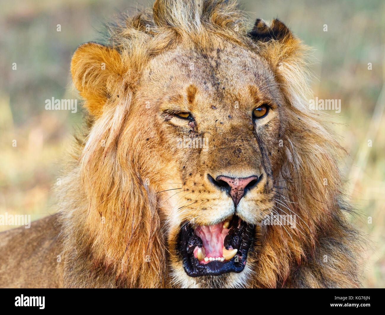 Ritratto di un maschio di leone che ruggisce Foto Stock