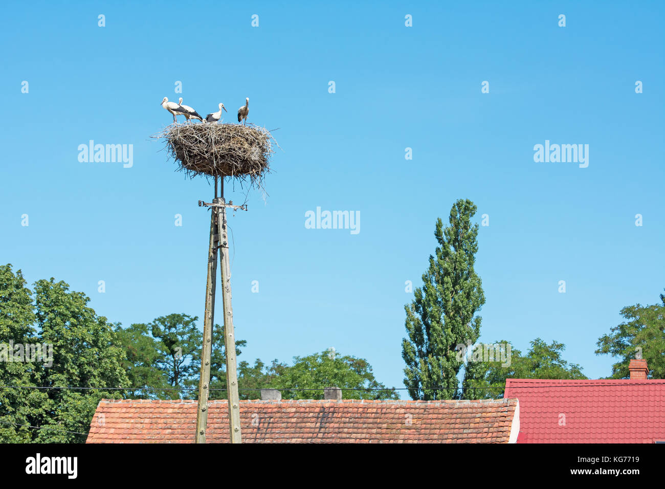 Una famiglia di cicogne in piedi il loro nido in alto sulla cima del palo elettrico sopra i tetti Foto Stock