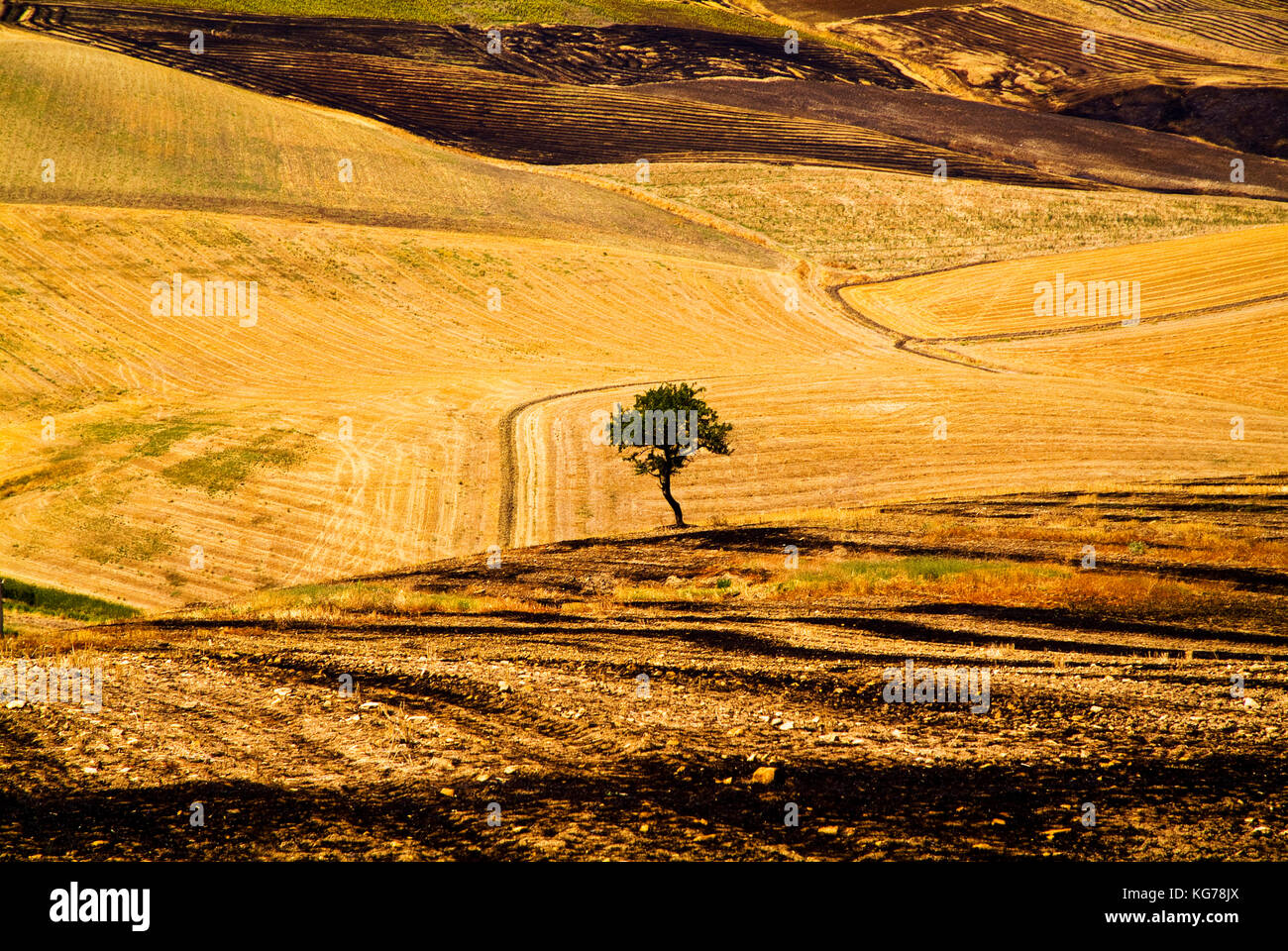 Bruciato campo di grano, puglia, Italia Foto Stock