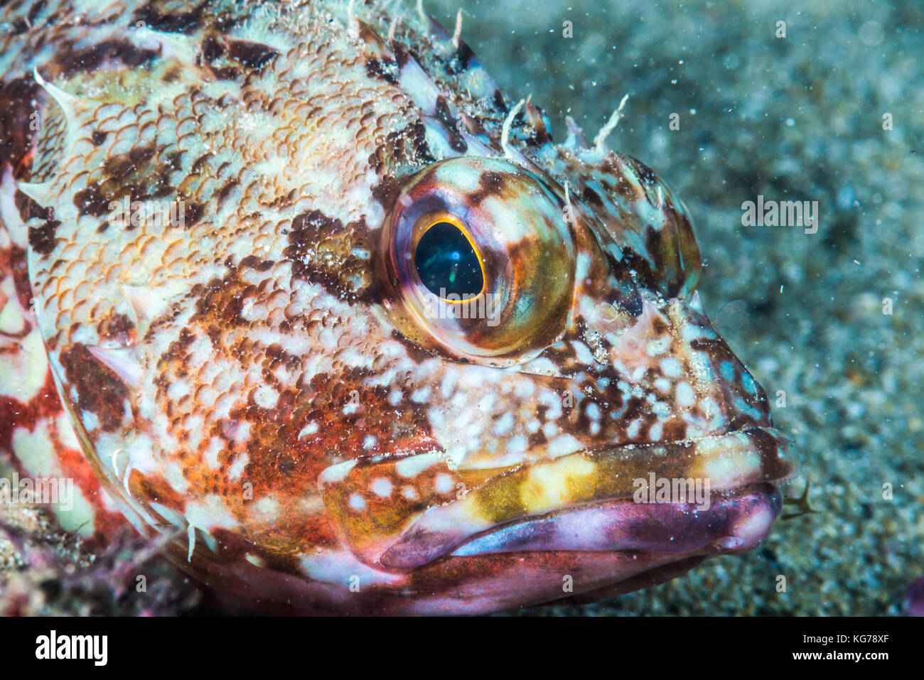 Falso kelpfish, sebastiscus marmoratus (cuvier, 1829) a owase, mie, japa. Foto Stock