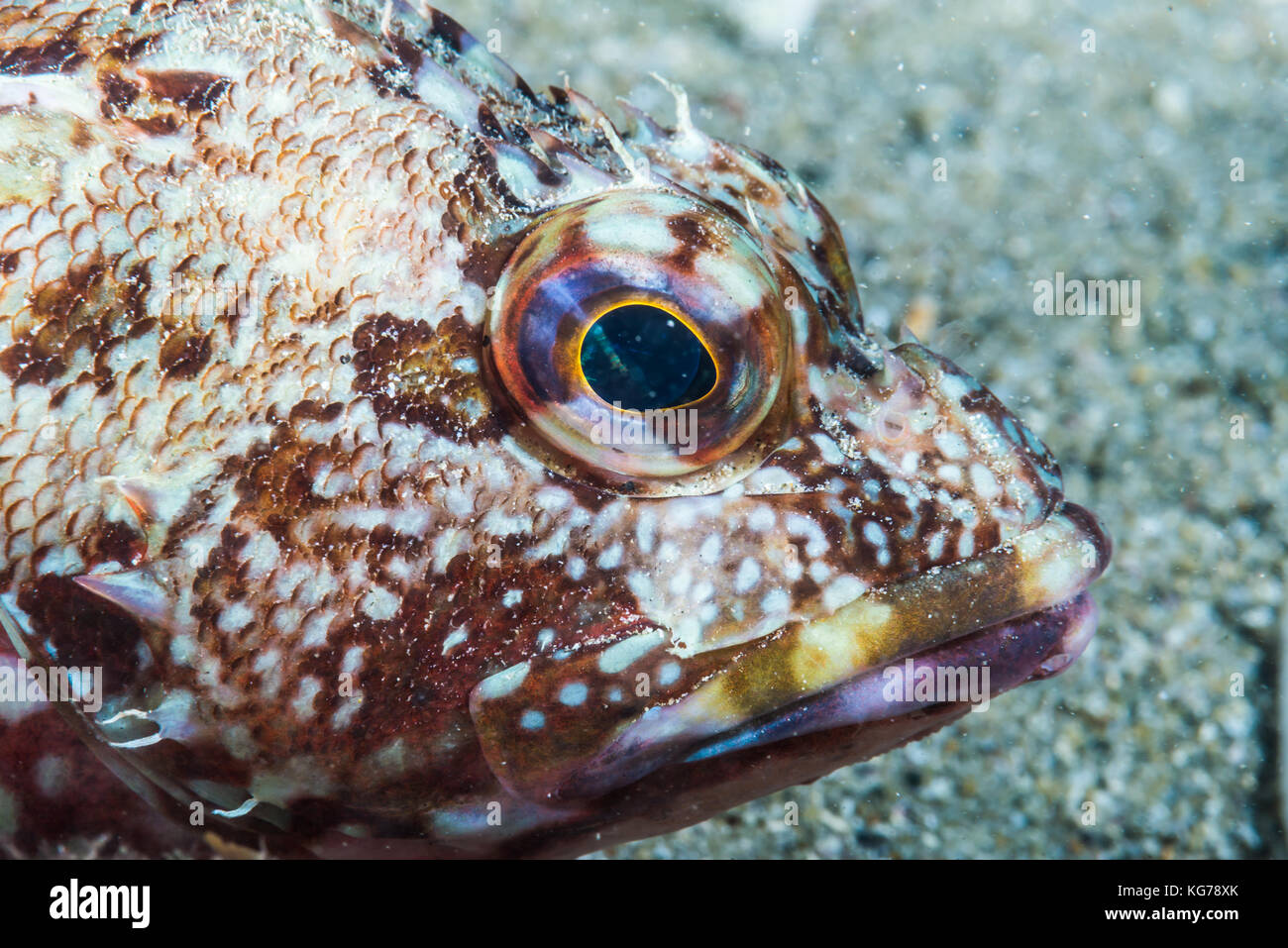 Falso kelpfish, sebastiscus marmoratus (cuvier, 1829) a owase, mie, japa. Foto Stock