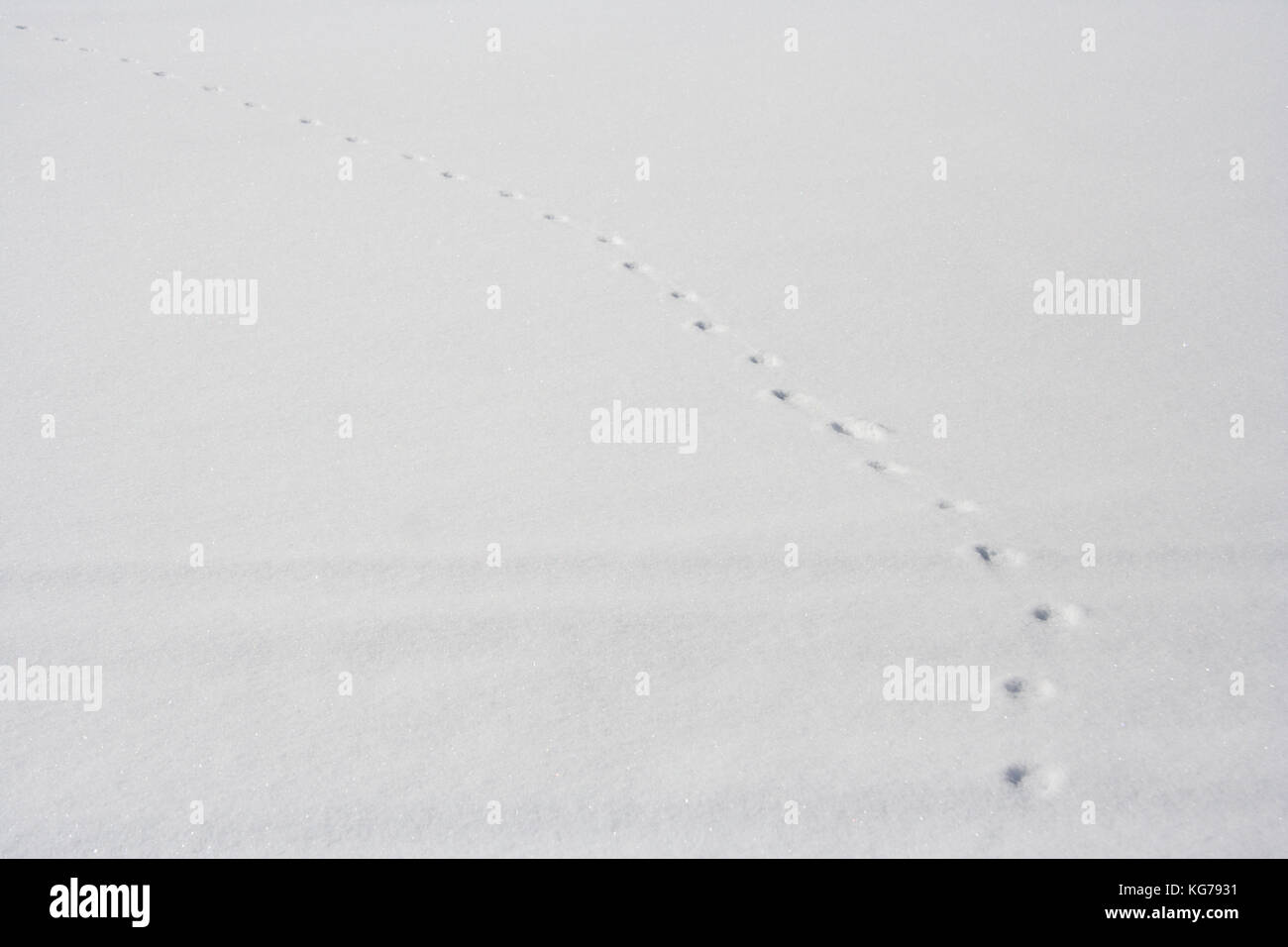 Piccolo animale orme nel pulire il bianco della neve in Austria. Foto Stock