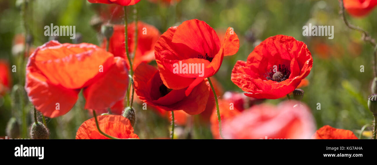 Mohnblüten im SommerKlatschmohn, Papaver, Poppyfield in estate Foto Stock