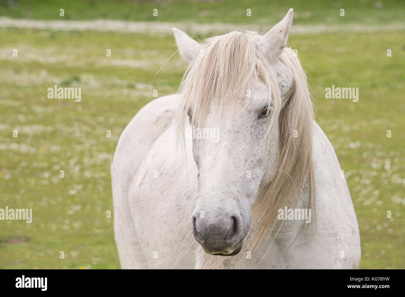 Un cavallo bianco in un campo rivolto in avanti con un colpo di testa Foto Stock