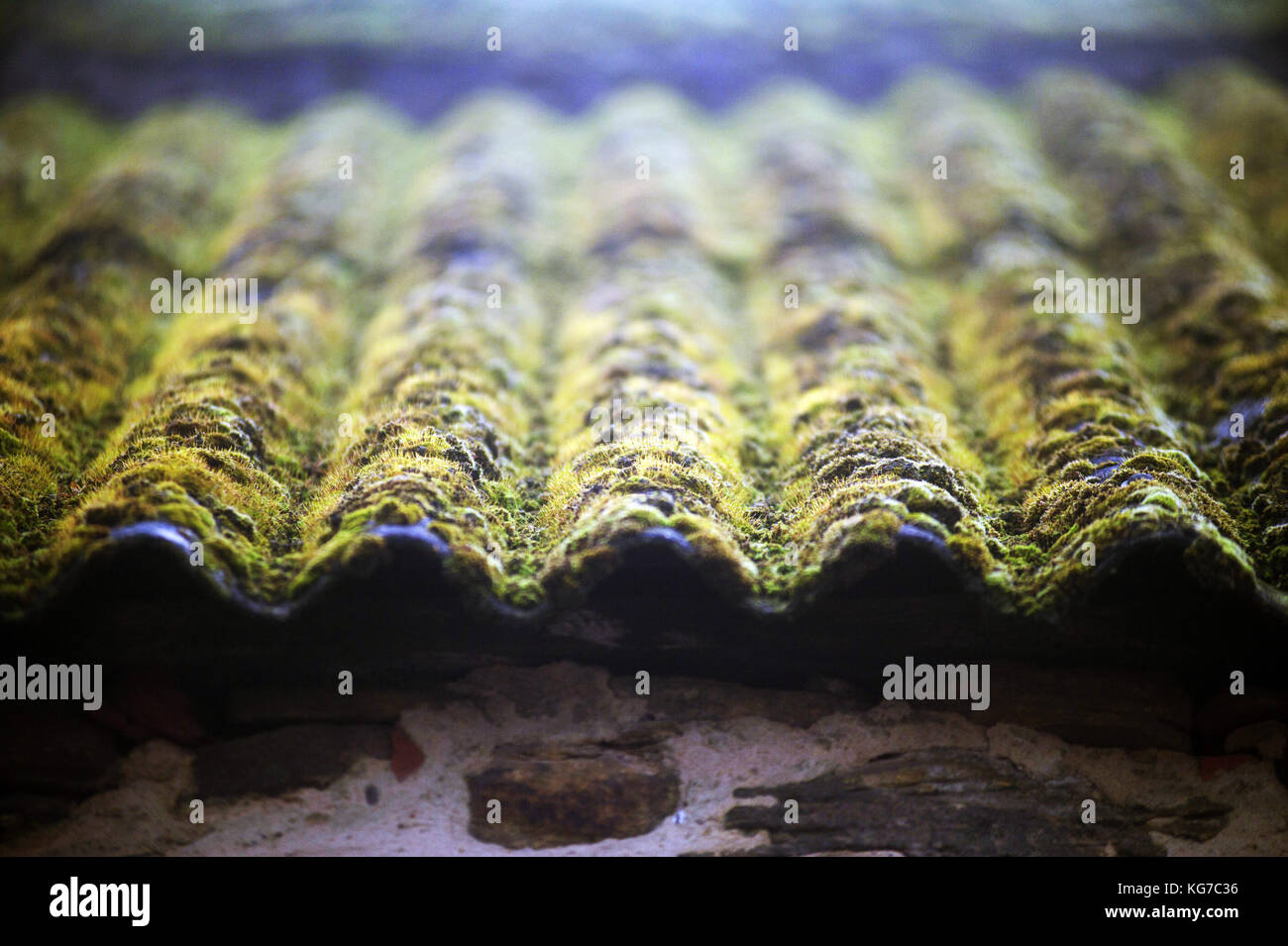 Moss su un currugated tetto di ferro Foto Stock