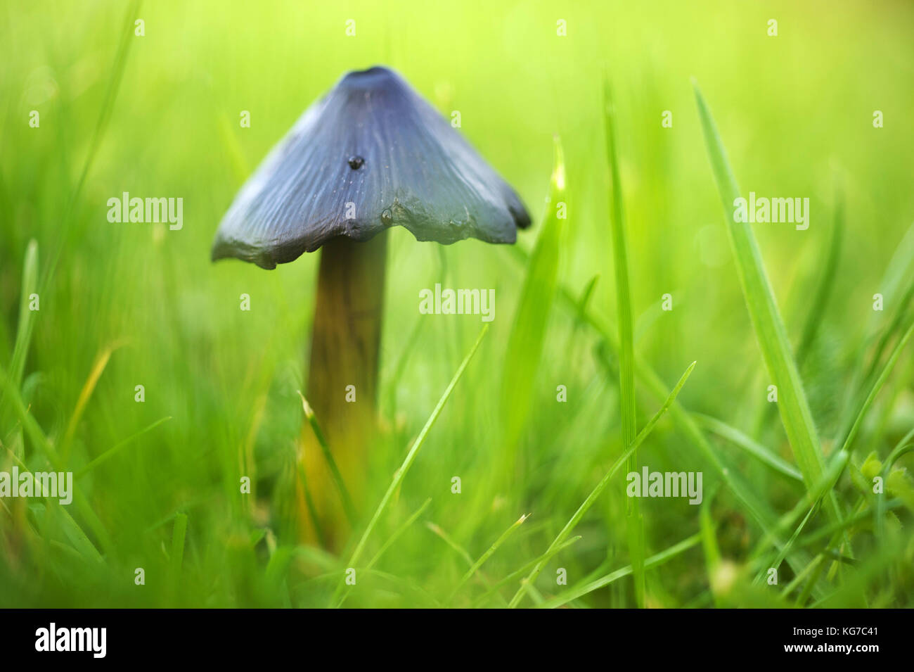 Freccia nera a fungo, Northumberland / Coprinus comatus, Shaggy copertura di inchiostro, Avvocato parrucca o Shaggy Mane Foto Stock
