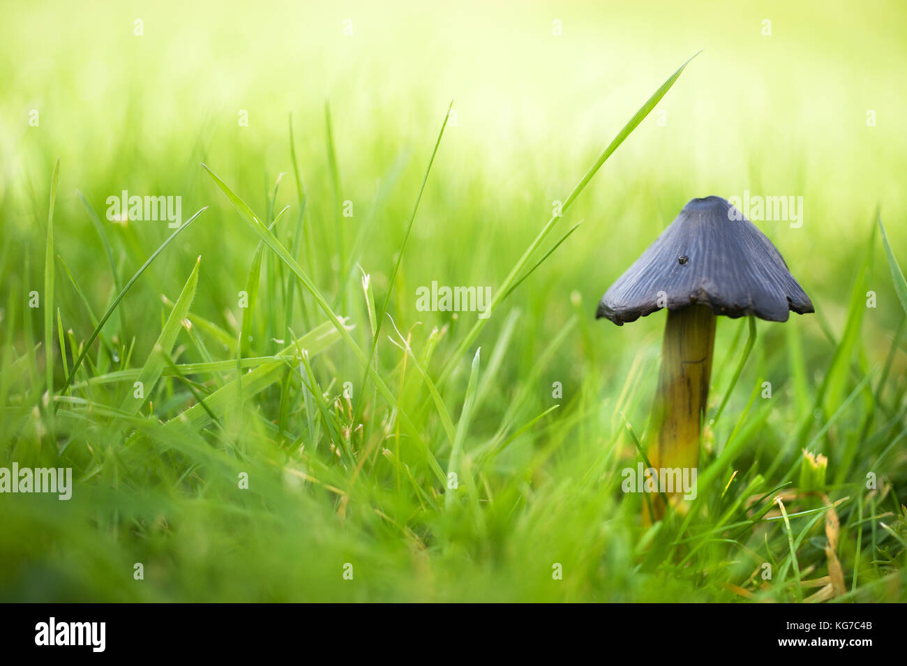 Freccia nera a fungo, Northumberland / Coprinus comatus, Shaggy copertura di inchiostro, Avvocato parrucca o Shaggy Mane Foto Stock
