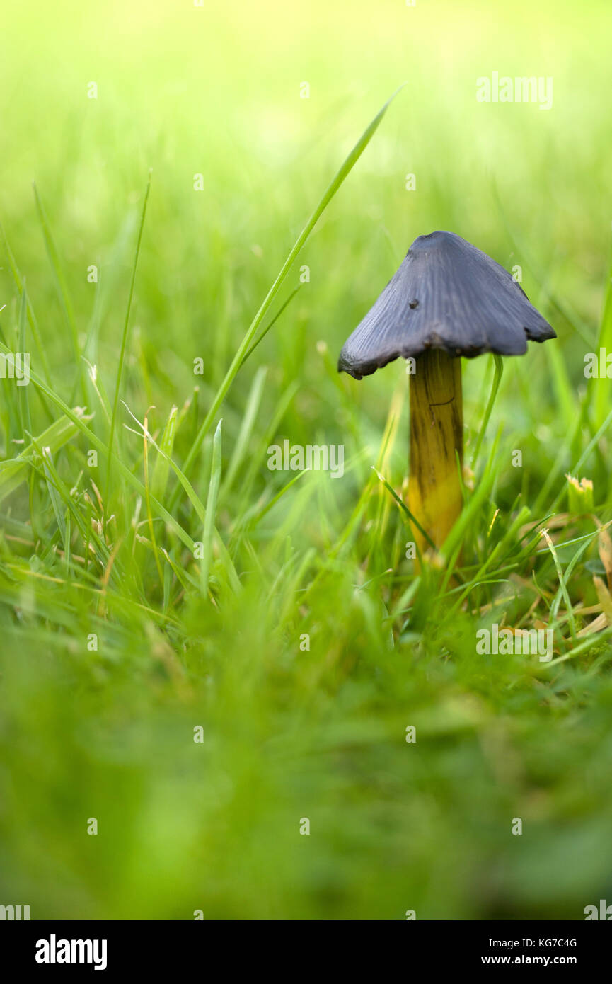 Freccia nera a fungo, Northumberland / Coprinus comatus, Shaggy copertura di inchiostro, Avvocato parrucca o Shaggy Mane Foto Stock