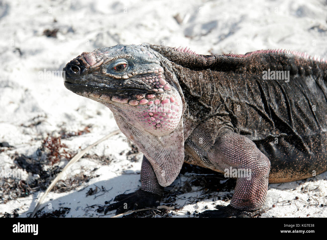 Allen's Cay, iguana Cyclura cychlura inornata, in via di estinzione Foto Stock