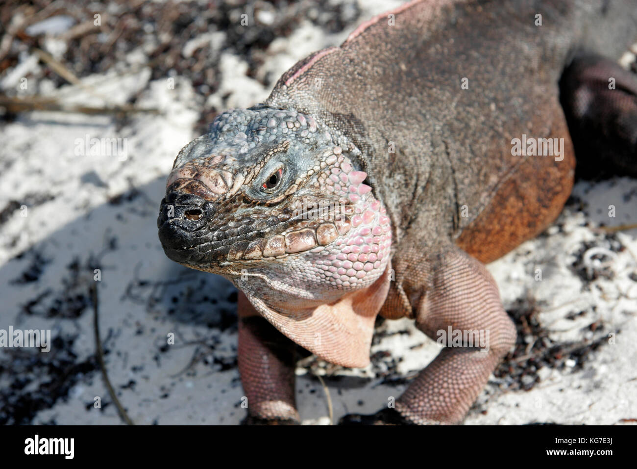 Allen's Cay, iguana Cyclura cychlura inornata, in via di estinzione Foto Stock