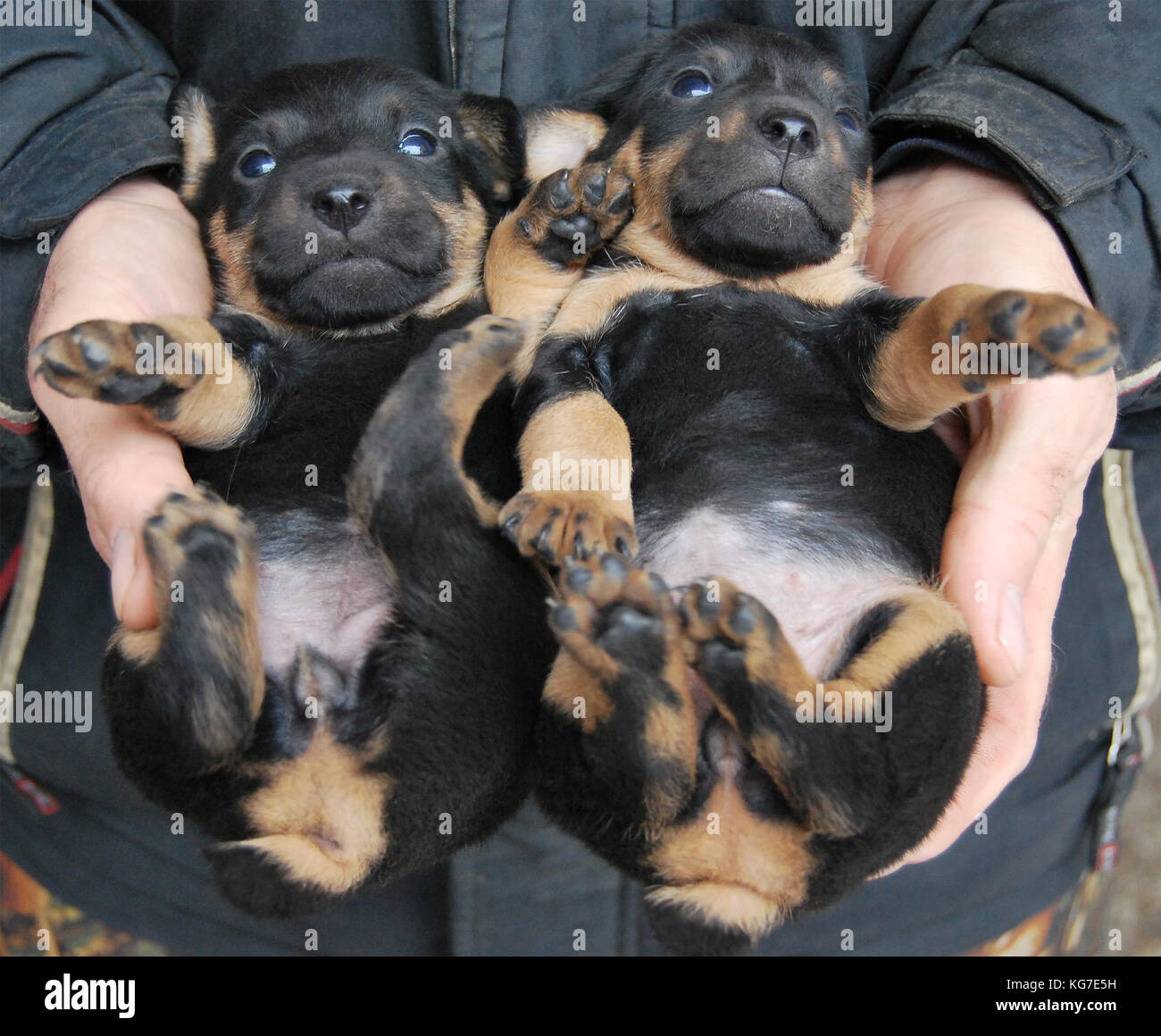 Piccoli cuccioli di cane di razza tedesco caccia terrier giacciono sul dorso delle mani di un uomo Foto Stock