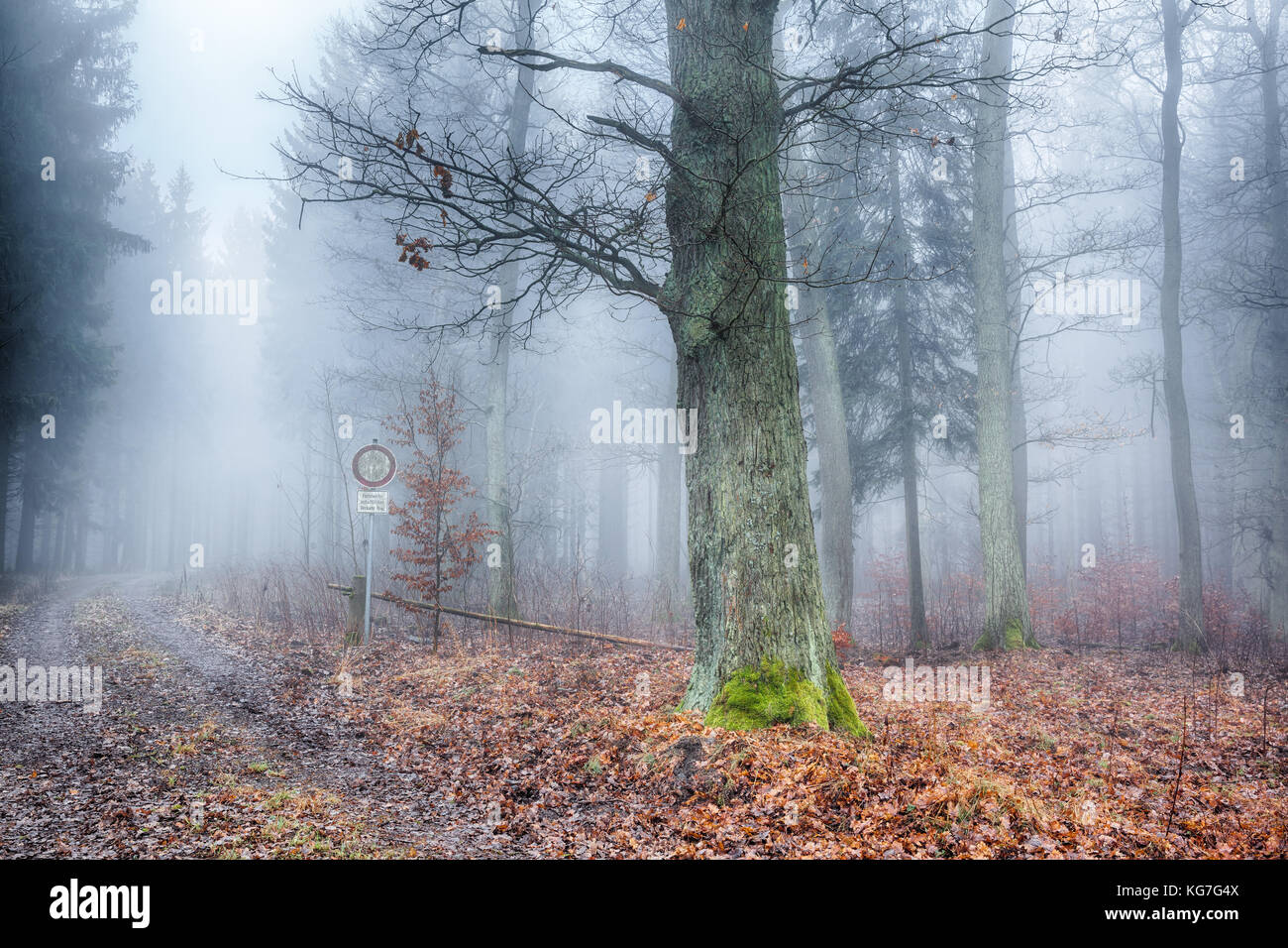 Im Wald Nebel Foto Stock