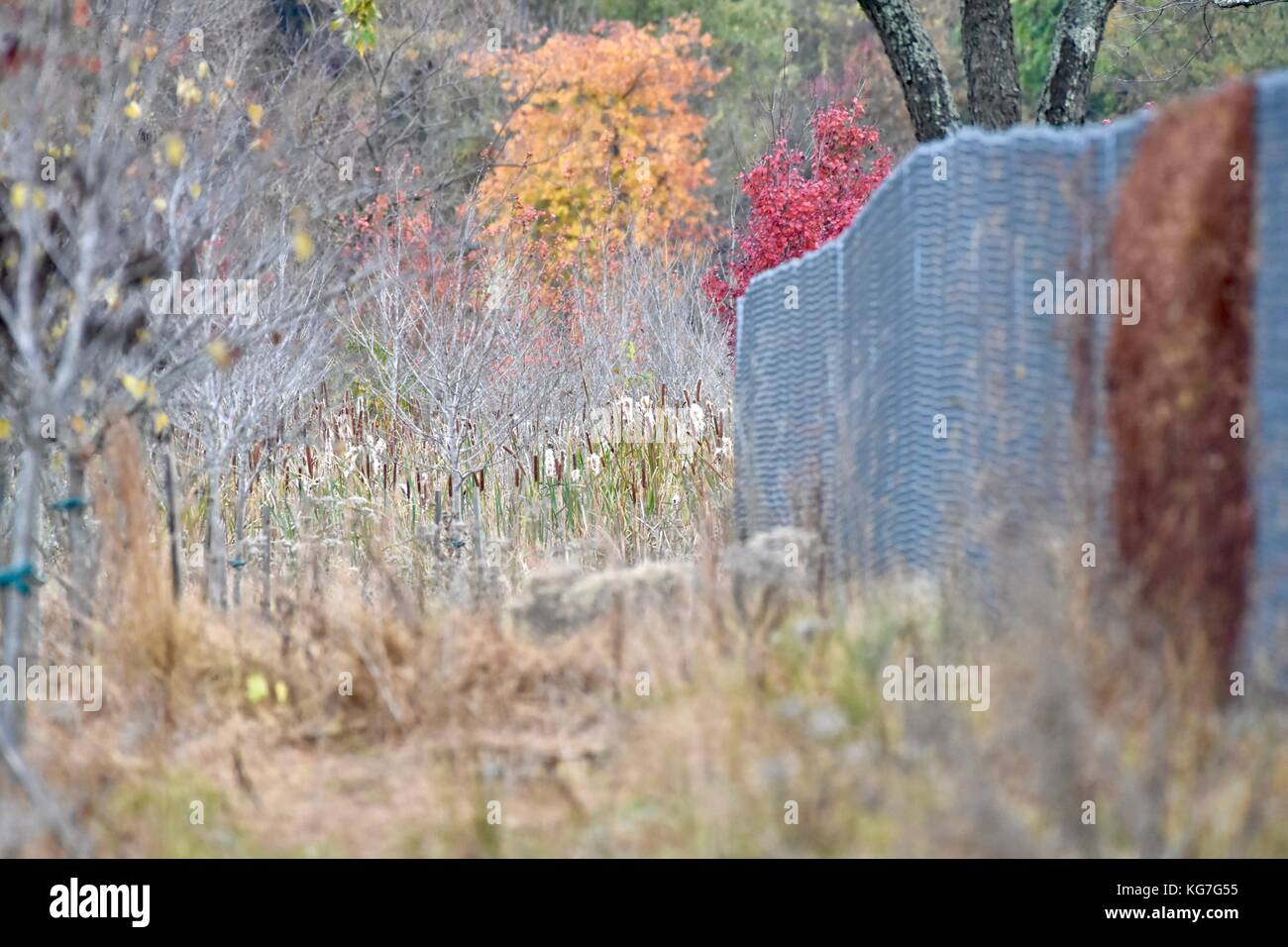 Scenario autunnale lungo una recinzione Foto Stock