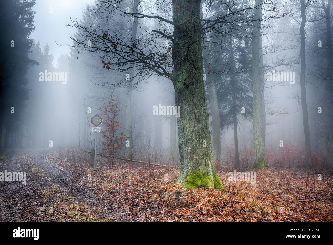 Im Wald Nebel Foto Stock