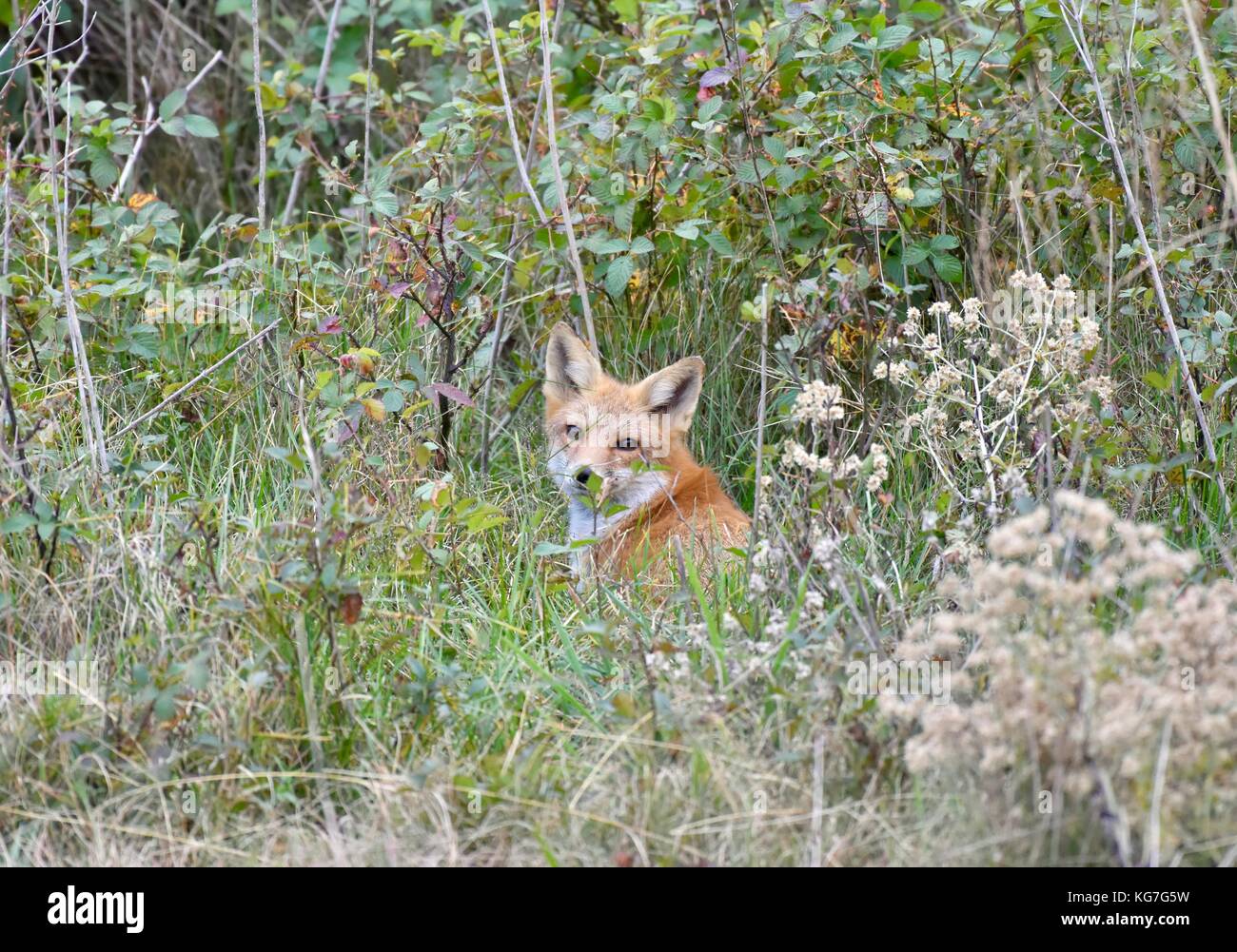 Volpe rossa (Vulpes vulpes) che posa in erba alta Foto Stock