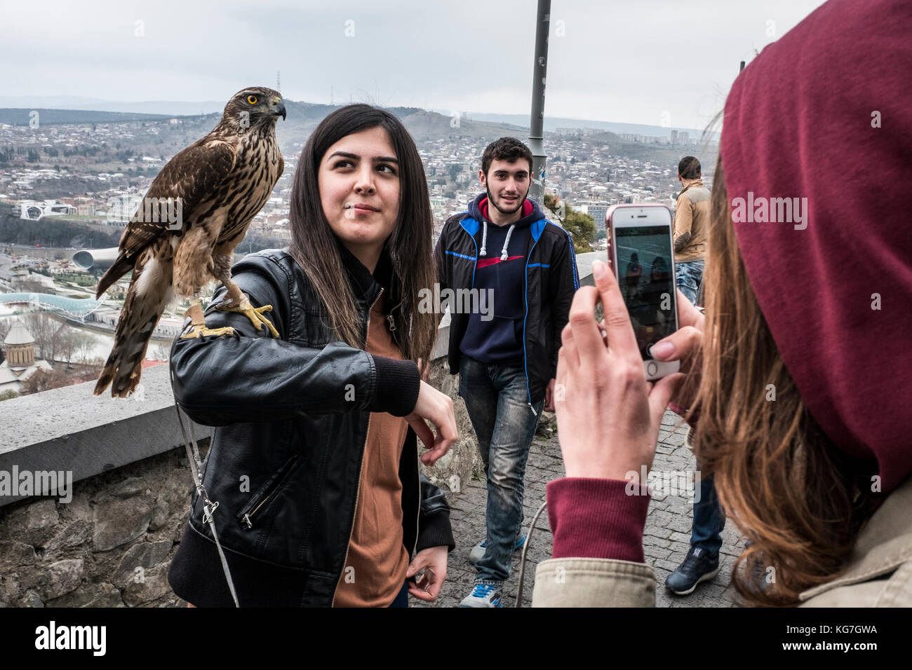 Falco in cattività, come attrazione turistica e opportunità fotografica Foto Stock