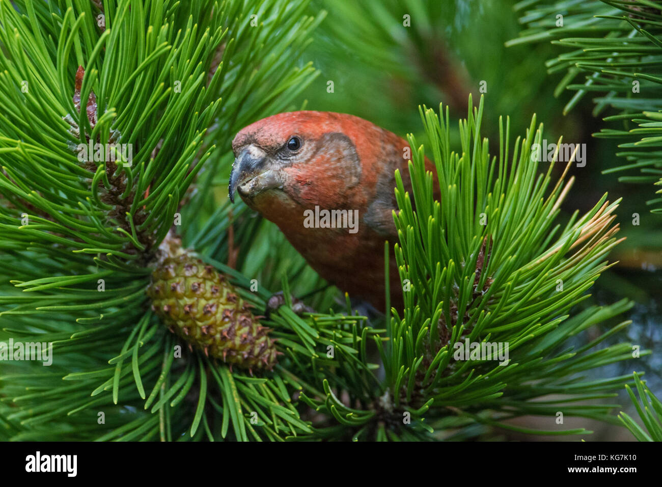 Maschio di Parrot Crossbill (Loxia pytyopsittacus) in pino, Shetland continentale, Scozia Foto Stock