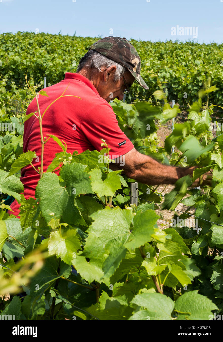 Epernay, Francia - 13 giugno 2017: lavoratore nei vigneti della Champagne district binding fino alle foglie e rami di vite, Francia. Foto Stock