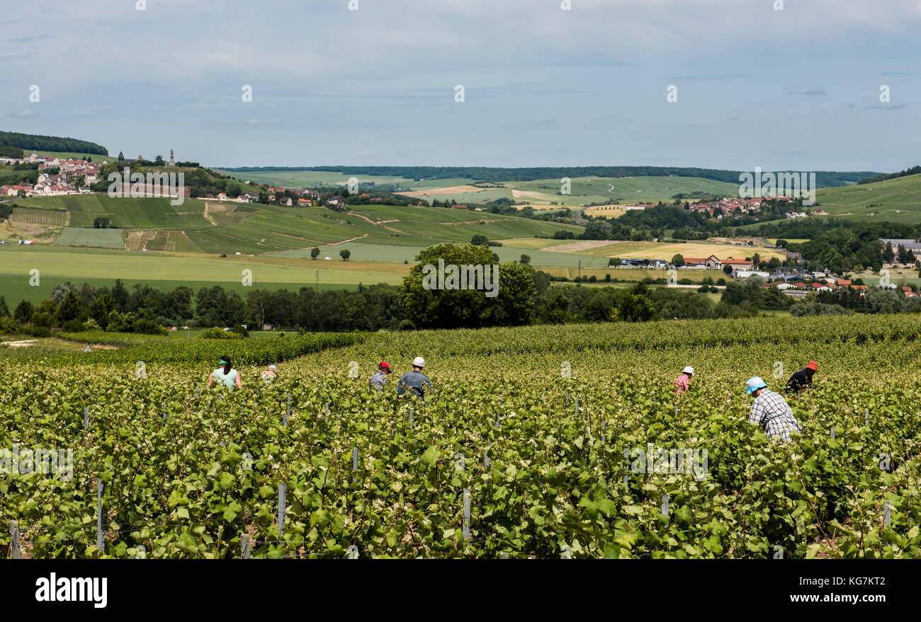 Leuvrigny, Francia - 8 giugno 2017: i lavoratori nei vigneti nel distretto di champagne, Francia, con Chatillon-sur-Marne in background. Foto Stock