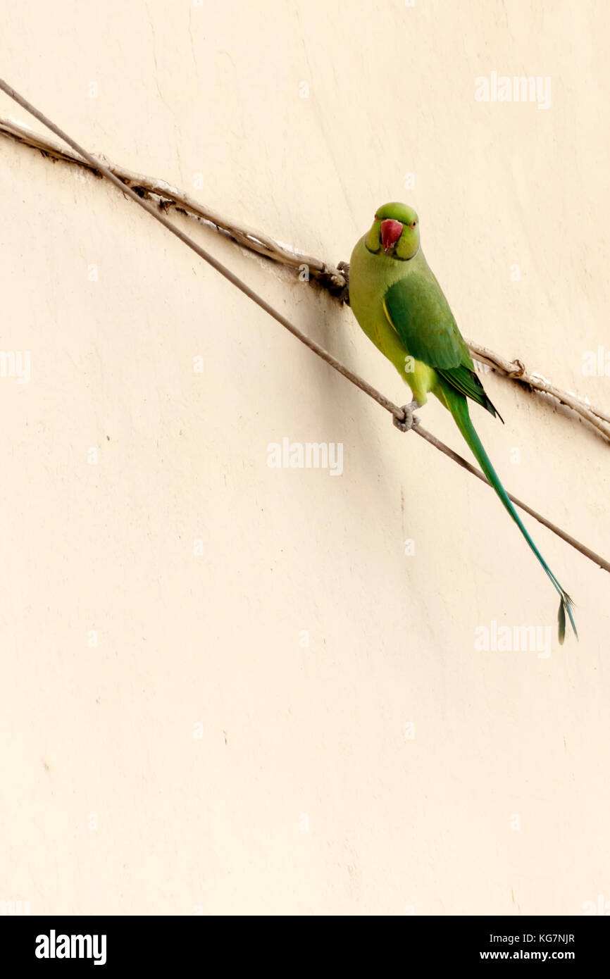 Un pappagallo verde con un becco rosso si siede sulla parete Foto Stock