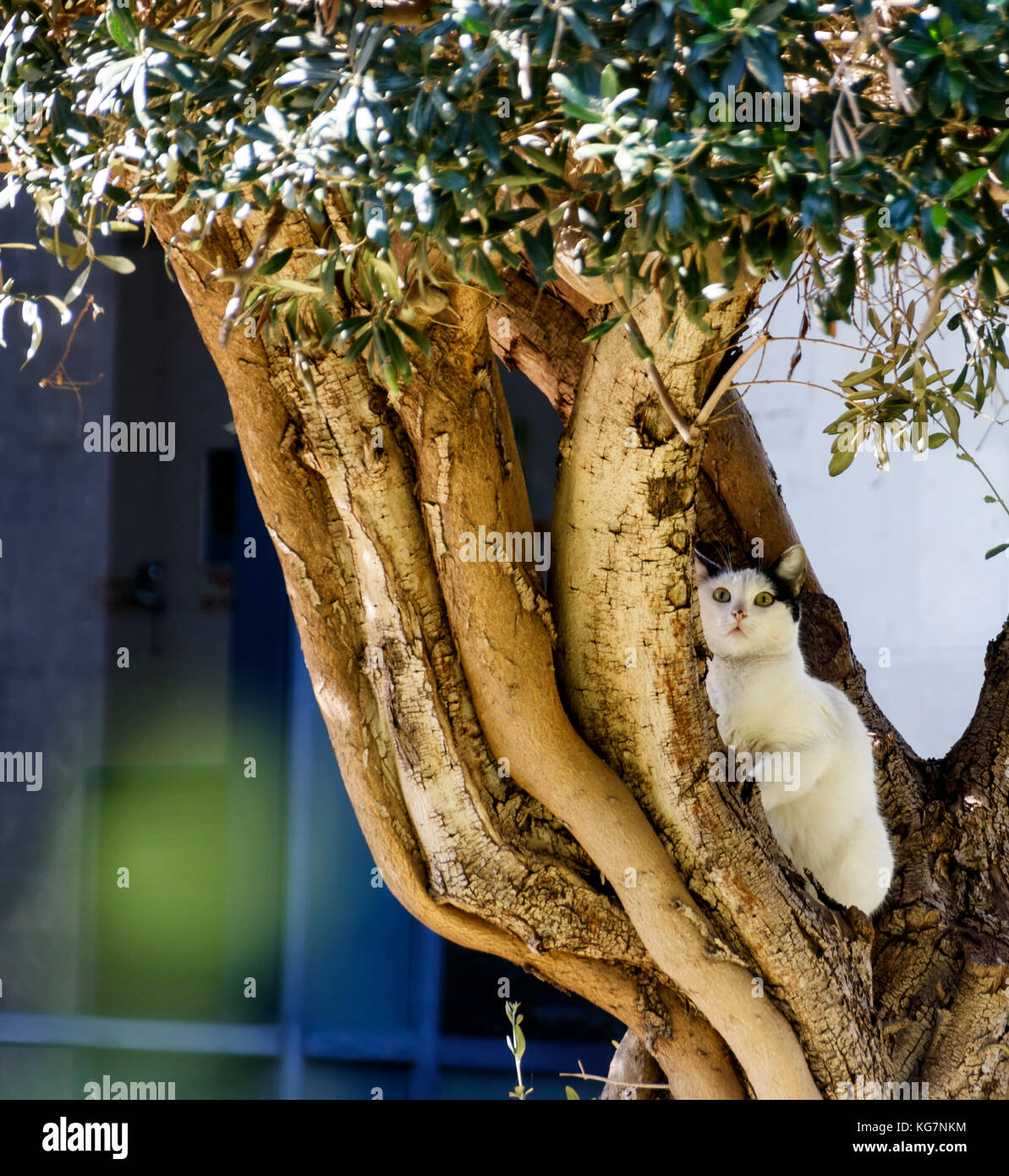Gatto Bianco con il nero orecchie seduto su un albero di olivo Foto Stock