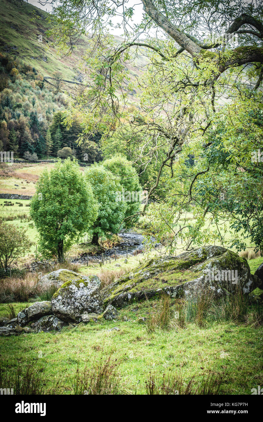 Autunno scende su di bosco in prossimità di Coniston nel Parco Nazionale del Distretto dei Laghi, Cumbria Foto Stock