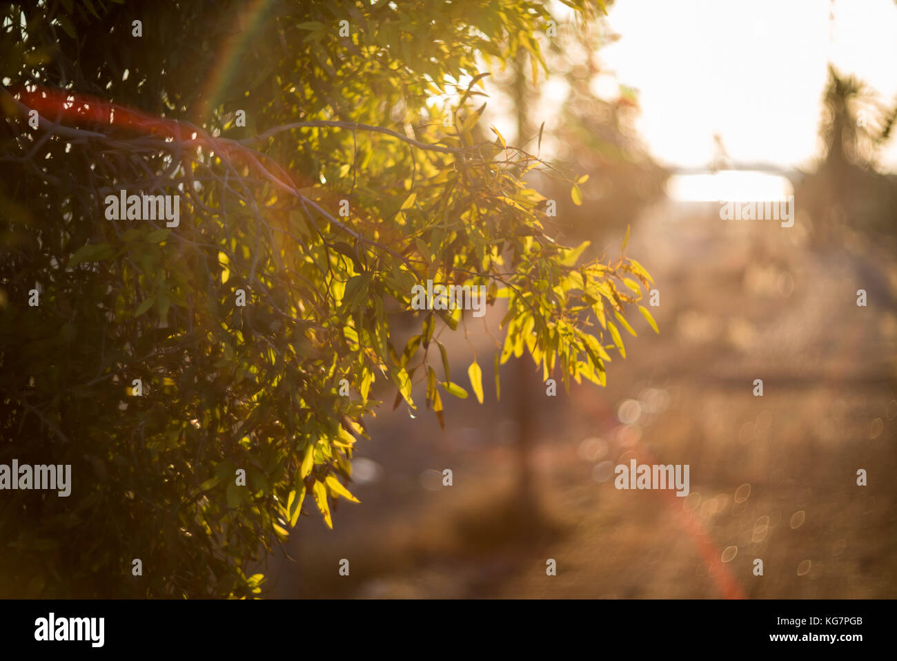 Sun bagliore leggero attraverso foglie di albero Foto Stock